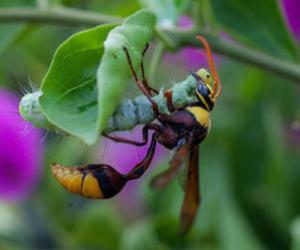 螟蛉有子 蜾蠃负之