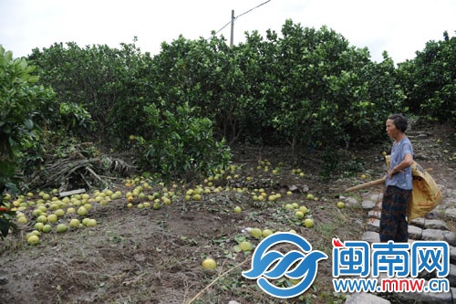福鼎市一柚子种植场，眼看就要丰收的柚子被风雨打落