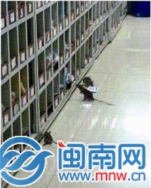 药房群鼠扎堆偷药