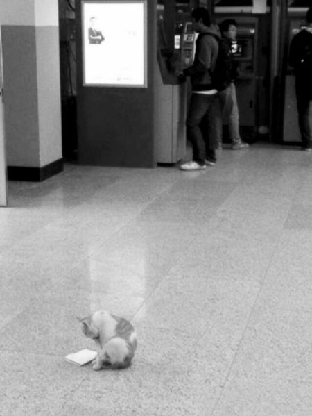 本人目前在东北大学读材料成型及控制工程专业