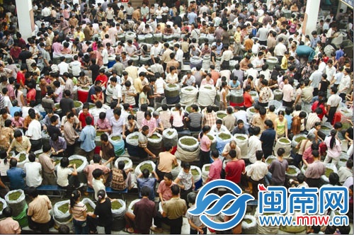 今年安溪铁观音秋茶产销两旺，喜煞茶农