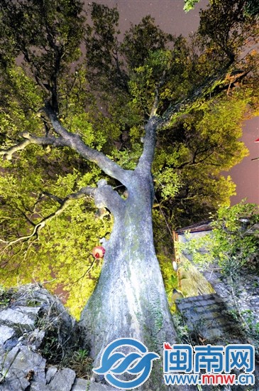 古树有10多米高