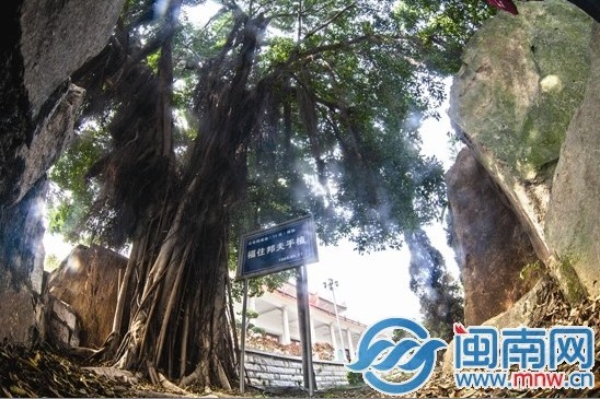 福住邦夫在郑成功纪念馆亲手种下的榕树
