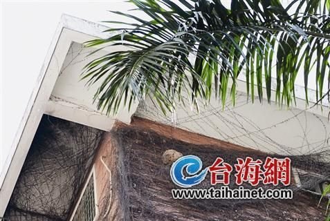 一个小区三马蜂窝