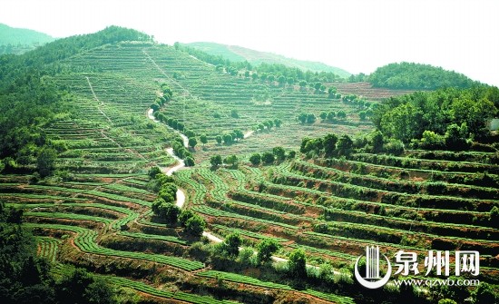 皇旗尖生态茶园