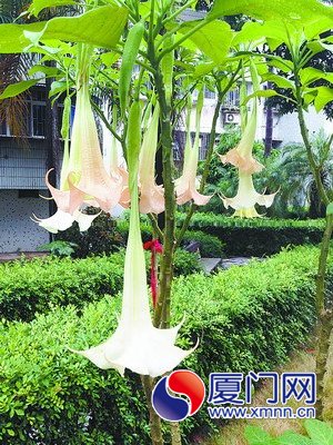 “情花”