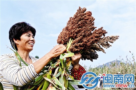 看着饱满诱人的果实，收割的阿姨一脸喜悦