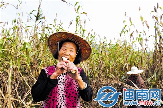 我们的秸秆含糖量很高，咬起来可甜了