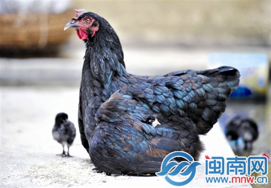 Hi都来拍网页升级 欢迎拍客来参与每月之星