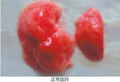 网上文稿展示的正常鼠肺
