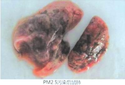 网上文稿展示的正常鼠肺1