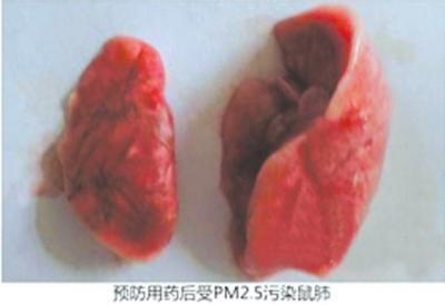 网上文稿展示的正常鼠肺2