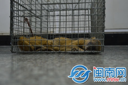 黄鼠狼泉州市区出没被抓送派出所却忙坏了民警