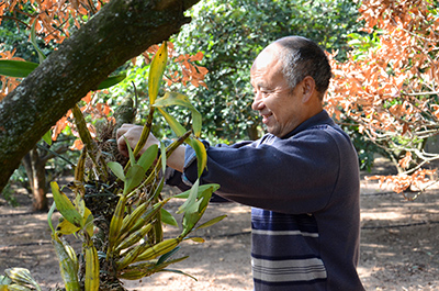 新型种植模式