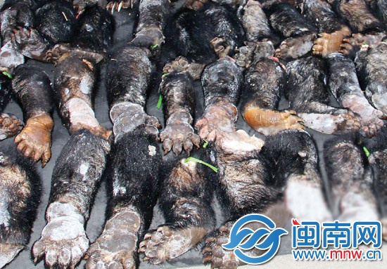 货车暗藏76只熊掌