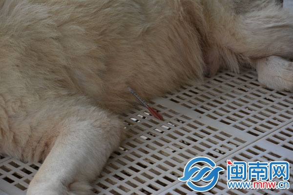 晋江龙湖两藏獒身中“毒镖”殒命 疑是偷狗未遂