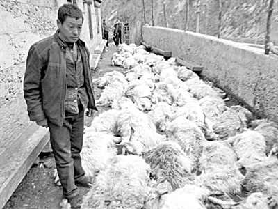 金钱豹夜袭羊圈咬死1只“吓死”55只