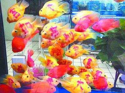 金鱼竟然“被纹身”