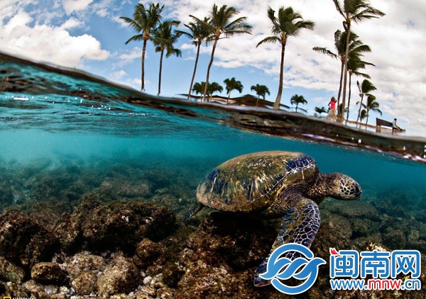 海龟湾，全球大陆架上唯一的海龟自然保护区