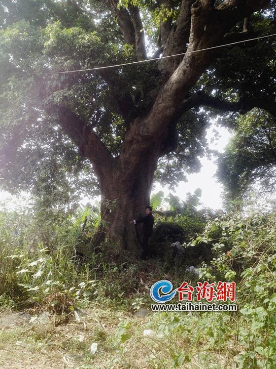 漳州台投区福井村塔厝一荔枝树300平方米树冠