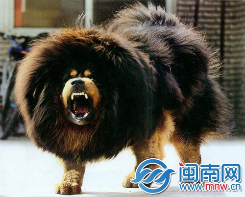 藏獒