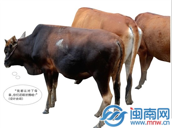 小黑牛DNA认亲