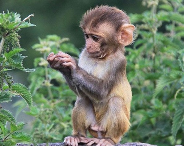 英国动物园猴子被禁吃水果 改吃绿叶蔬菜[图]