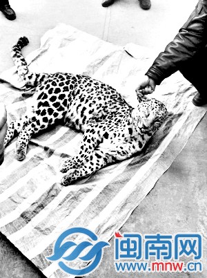 陕西发现金钱豹 可惜已被猎杀