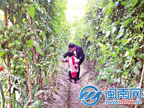 一位父亲正在教女儿如何识别熟的圣女果