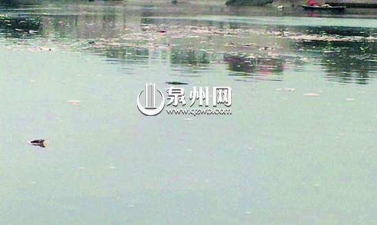 晋江笋江上漂浮大量垃圾 3个小时涨潮急流冲不走