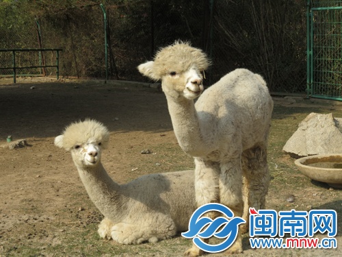 羊驼