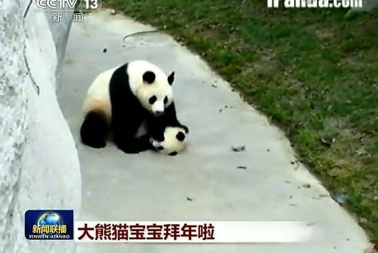 新闻联播 史上最萌结尾 4只熊猫拜年高清图片