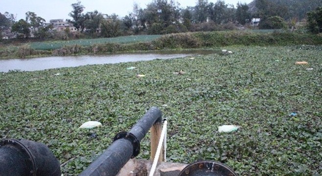 漳浦赤湖江面上漂浮着数百只死猪3