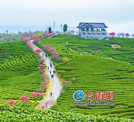 龙岩漳平永福樱花微电影应景开拍 讲述两岸情缘