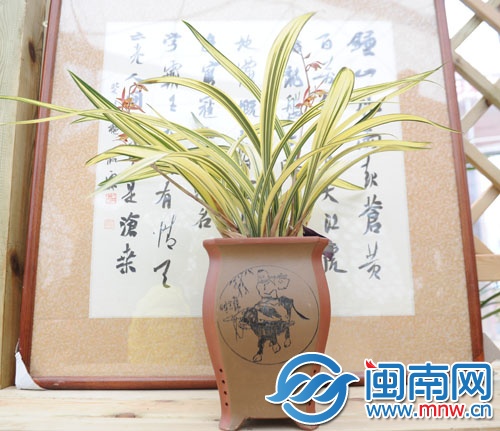 名为“达摩中秀”的兰花花王
