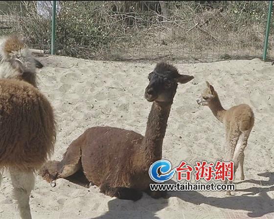 漳浦羊驼园又从澳洲引进3新成员
