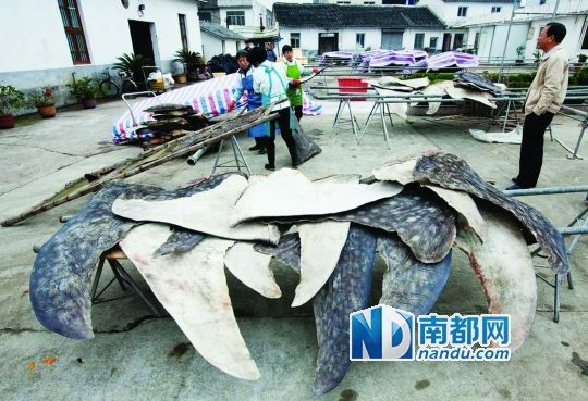 环保机构称浙江蒲岐成国内最大鲸鲨屠宰场
