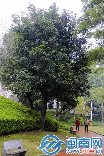 芒果（Mangiferaindica）