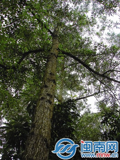 相思树（Acaciaconfusa）