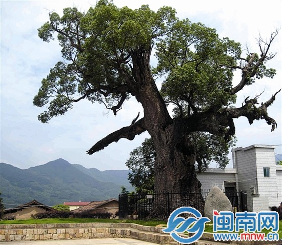 香樟（Cinnamomumcamphora）