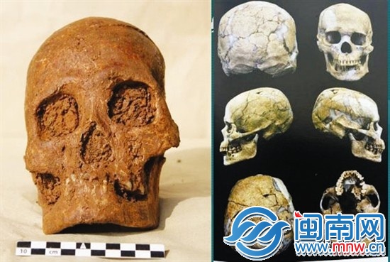 南山发现的头骨（左）与澎湖亮岛1号男性头骨（右）