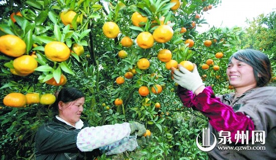 果农在采摘芦柑