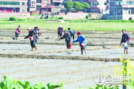 农民朋友正忙着平整秧田、播种育秧