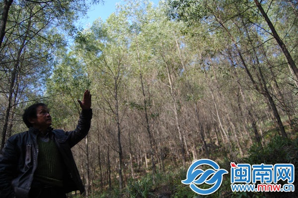 说起这片相思树林，护林员老王神采飞扬