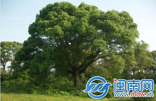 樟树