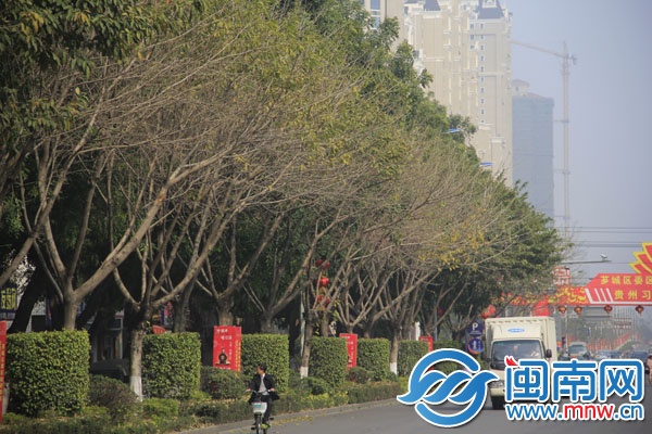 水仙大街,整排大叶榕陆陆续续退去金黄色外衣