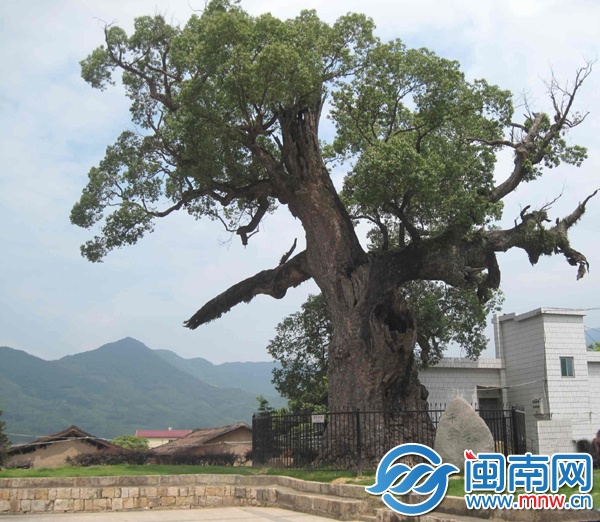 长泰这棵漳州“年纪”最大的古樟木，已有2000多岁