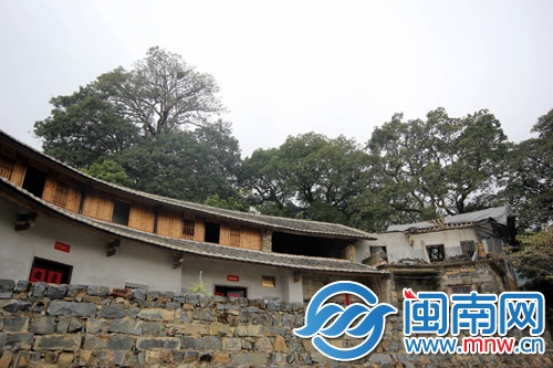 土楼屋后有18株重阳木，守护着这里的人们