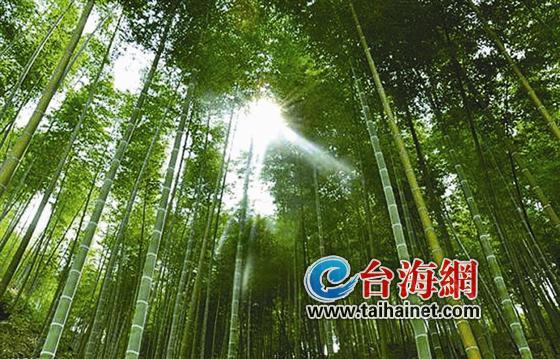 漳浦南浦乡利用竹林产业优势