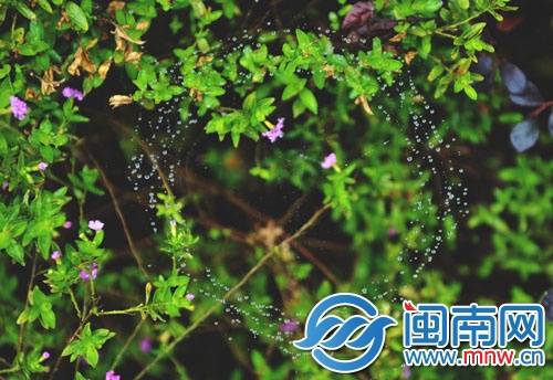 花丛中的蜘蛛网挂满水珠